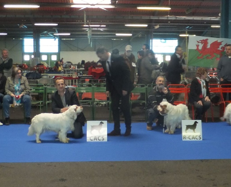 wymeswold Ice queen - Classe Intermédiaire 1er EXCELLENT RCACS