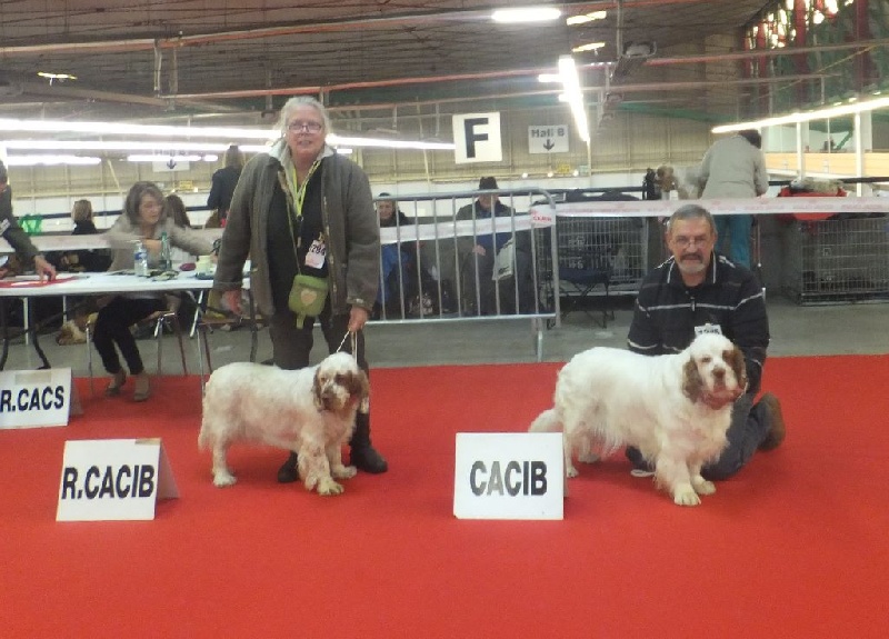 wymeswold Ice queen - 1er EXCELLENT CACS CACIB MEILLEUR DE RACE