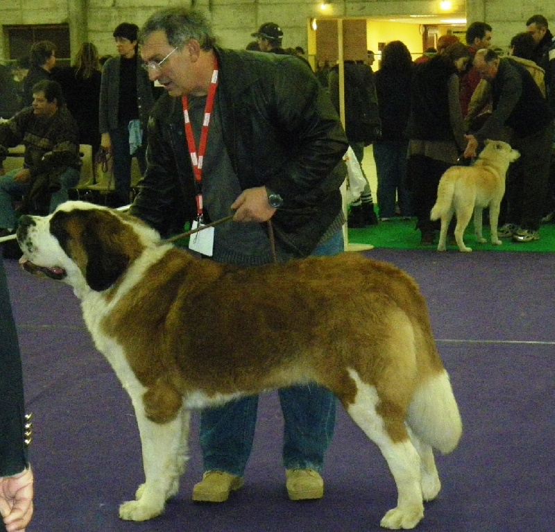 Elfe des Cinq Epis - 1ere EXCELLENT MEILLEURE JEUNE 2éme meilleure du 2ème groupe