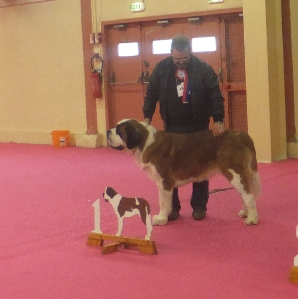 Elfe des Cinq Epis - 1er EXCELLENT CACS CACIB