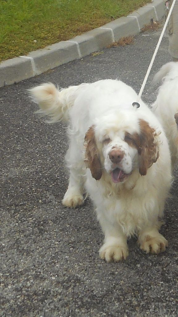 wymeswold Ice queen - 1ER excellent BOS