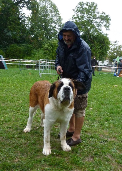 Elfe des Cinq Epis - EXCELLENT