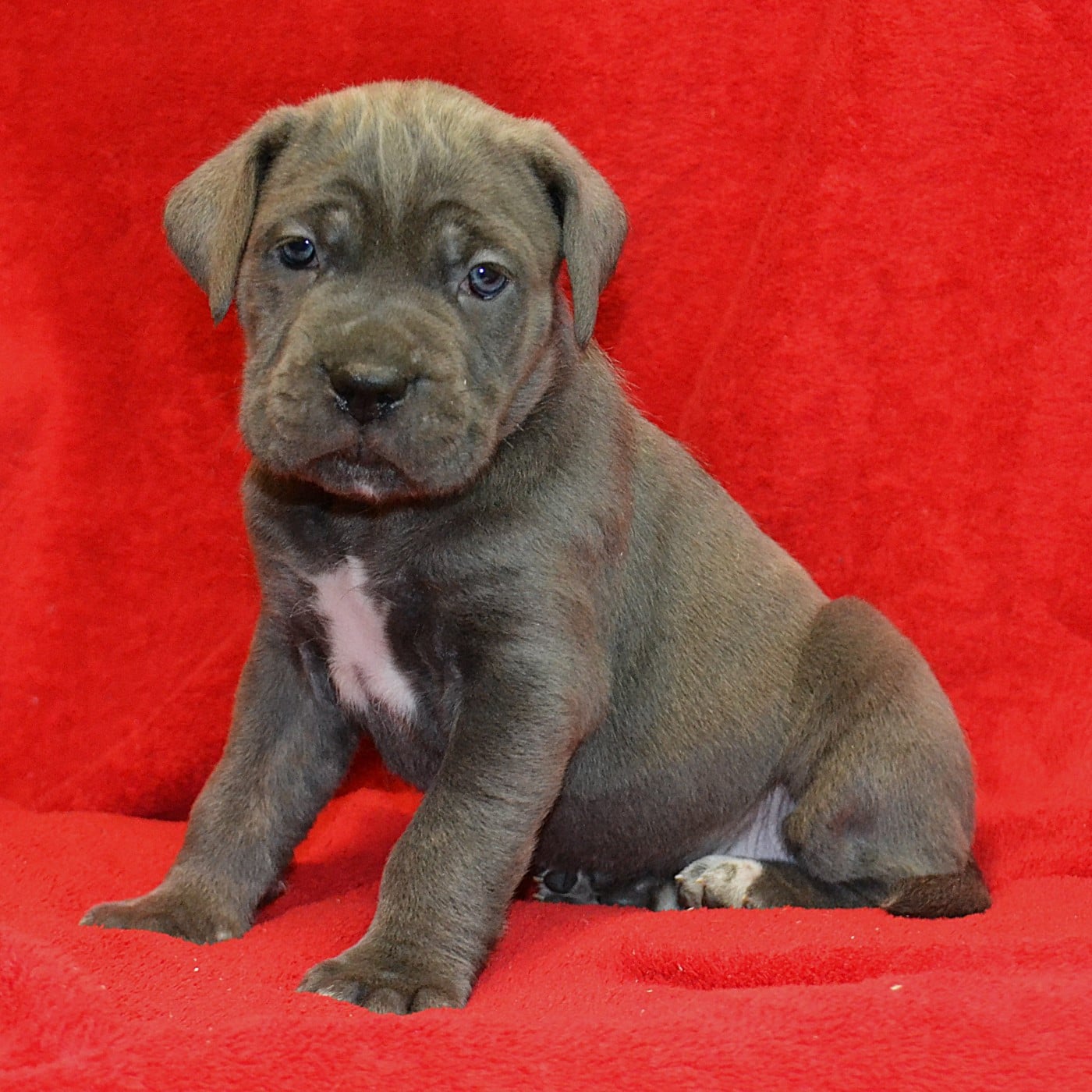 Best Vibe du Royaume de la Romance