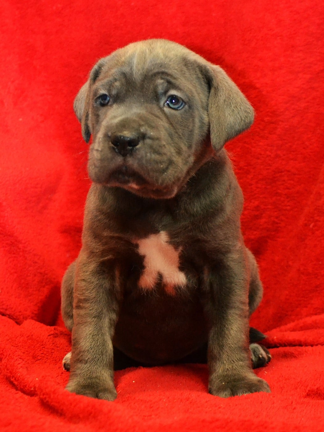 Best Vibe du Royaume de la Romance