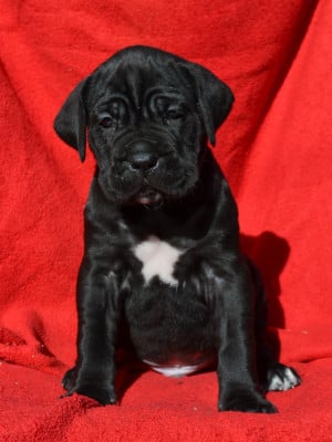 Les chiots de Cane Corso