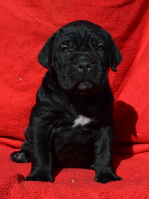 Les chiots de Cane Corso