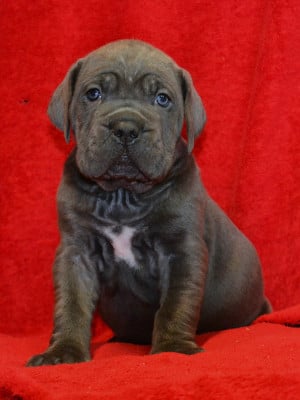 Les chiots de Cane Corso