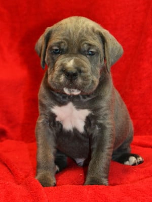 Les chiots de Cane Corso