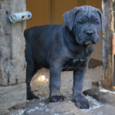 Les chiots de Cane Corso