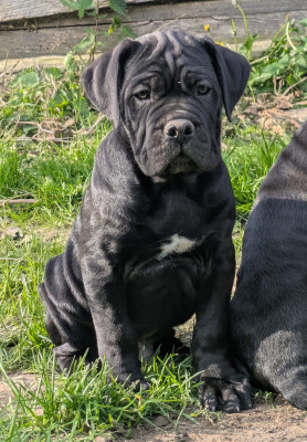 Les chiots de Cane Corso