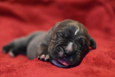 Chiot N°6 - Cane Corso