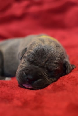 Chiot N°7 - Cane Corso
