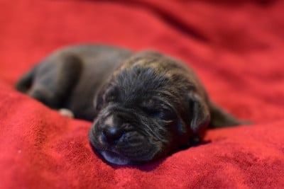 Chiot N°9 - Cane Corso
