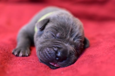 Chiot N°10 - Cane Corso