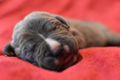 Chiot N°13 - Cane Corso