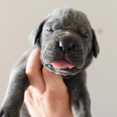 Cane Corso