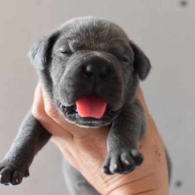 Chiot N°5 - Cane Corso