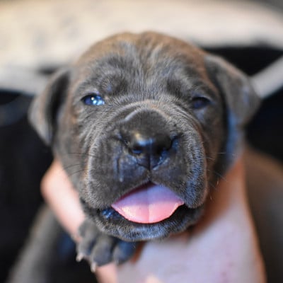 Chiot N°3 - Cane Corso