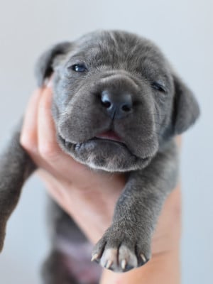 Chiot N°4 - Cane Corso