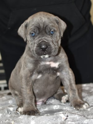 Les chiots de Cane Corso