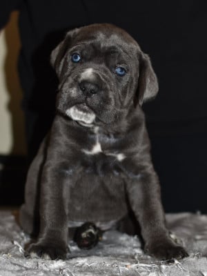 Les chiots de Cane Corso