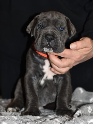 Les chiots de Cane Corso