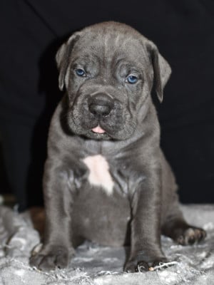Les chiots de Cane Corso