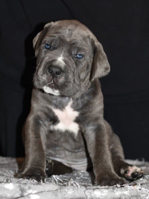 Les chiots de Cane Corso