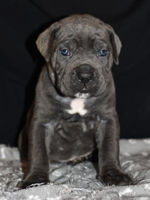 Les chiots de Cane Corso
