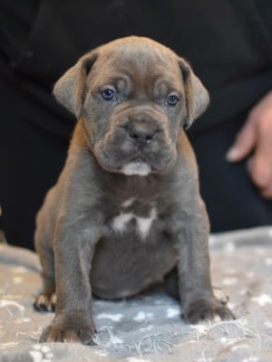 Les chiots de Cane Corso
