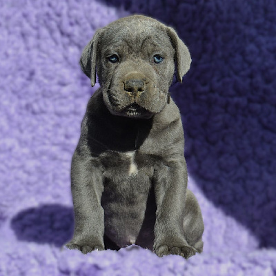Les chiots de Cane Corso