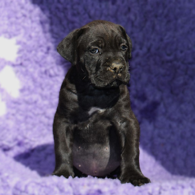Les chiots de Cane Corso