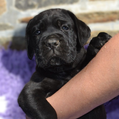 Les chiots de Cane Corso