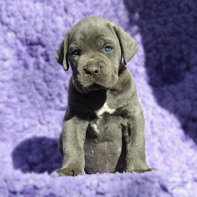 Les chiots de Cane Corso