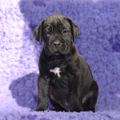 Les chiots de Cane Corso
