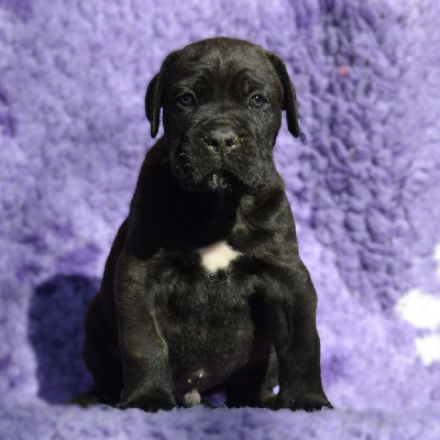 Les chiots de Cane Corso