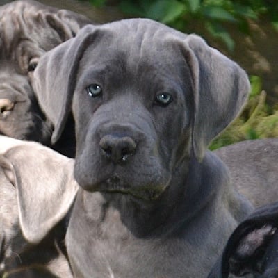 Les chiots de Cane Corso