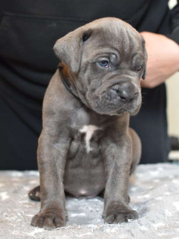 Cane Corso - du Royaume de la Romance
