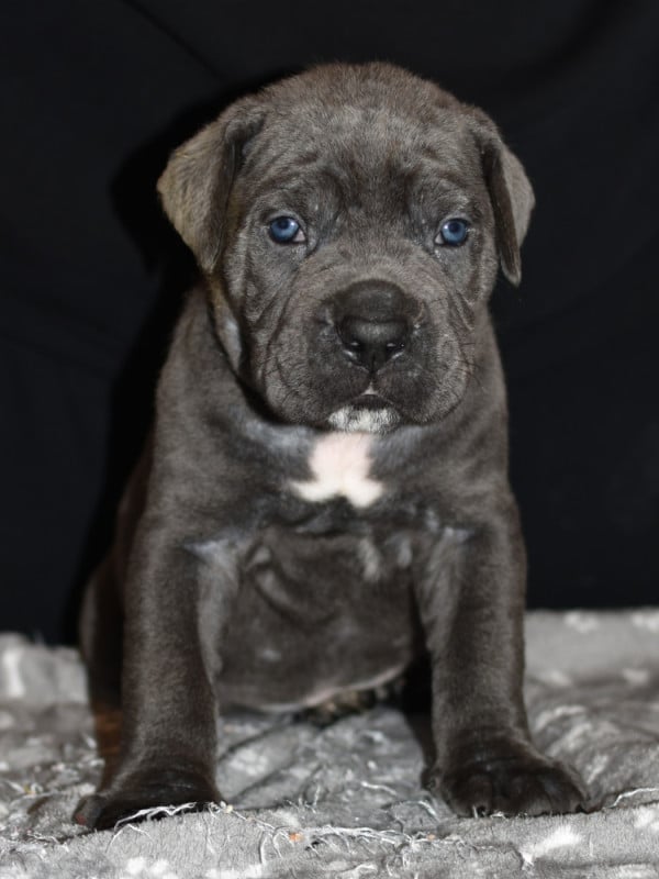 Cane Corso - du Royaume de la Romance