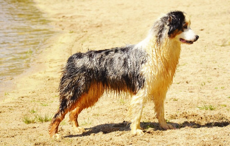 Publication : Opal Aussie