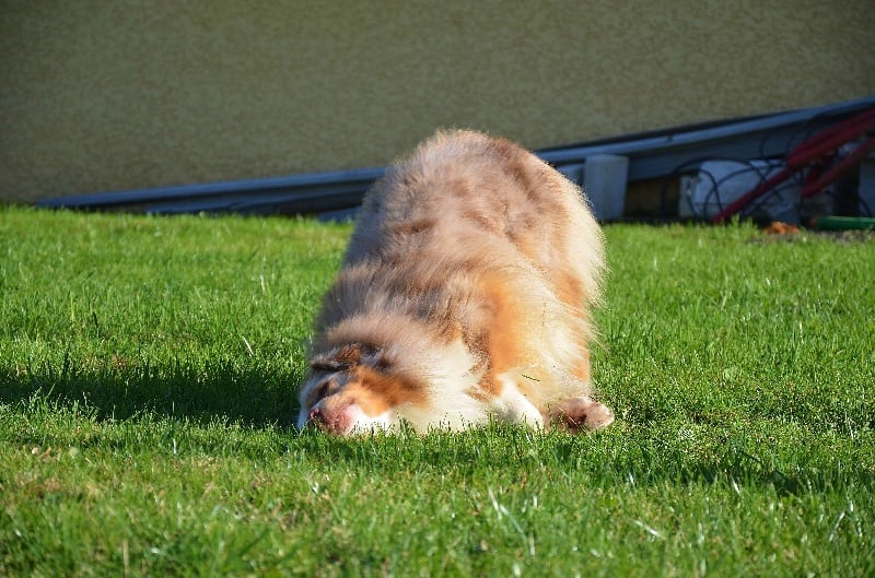 Publication : Opal Aussie