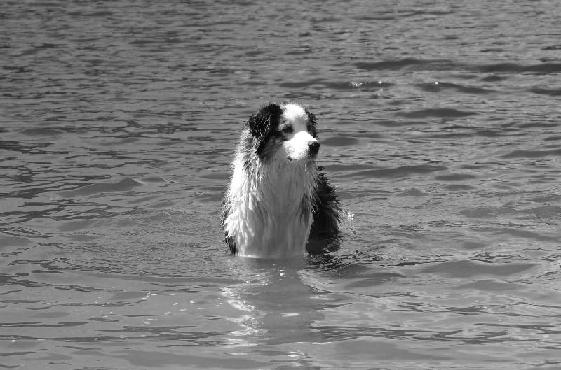 Publication : Opal Aussie