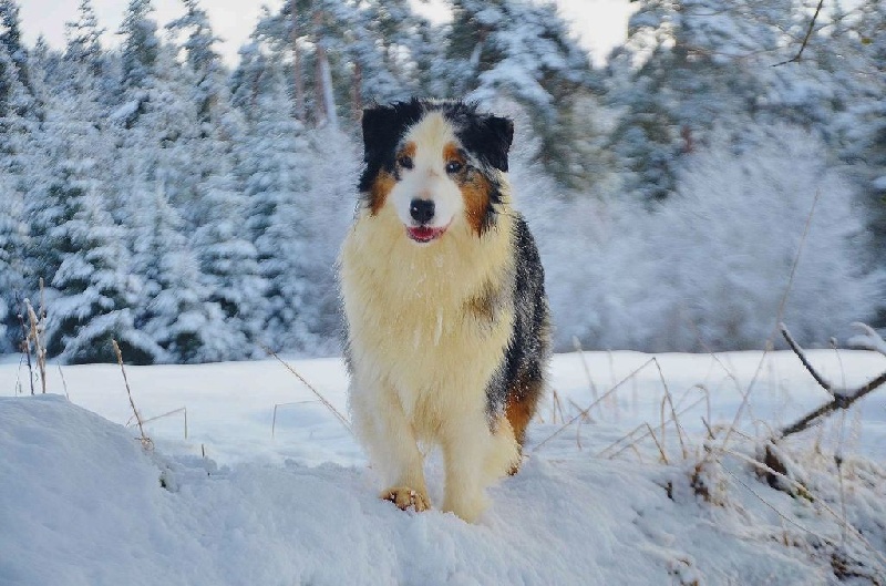 Publication : Opal Aussie