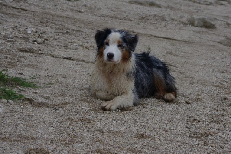 Publication : Opal Aussie