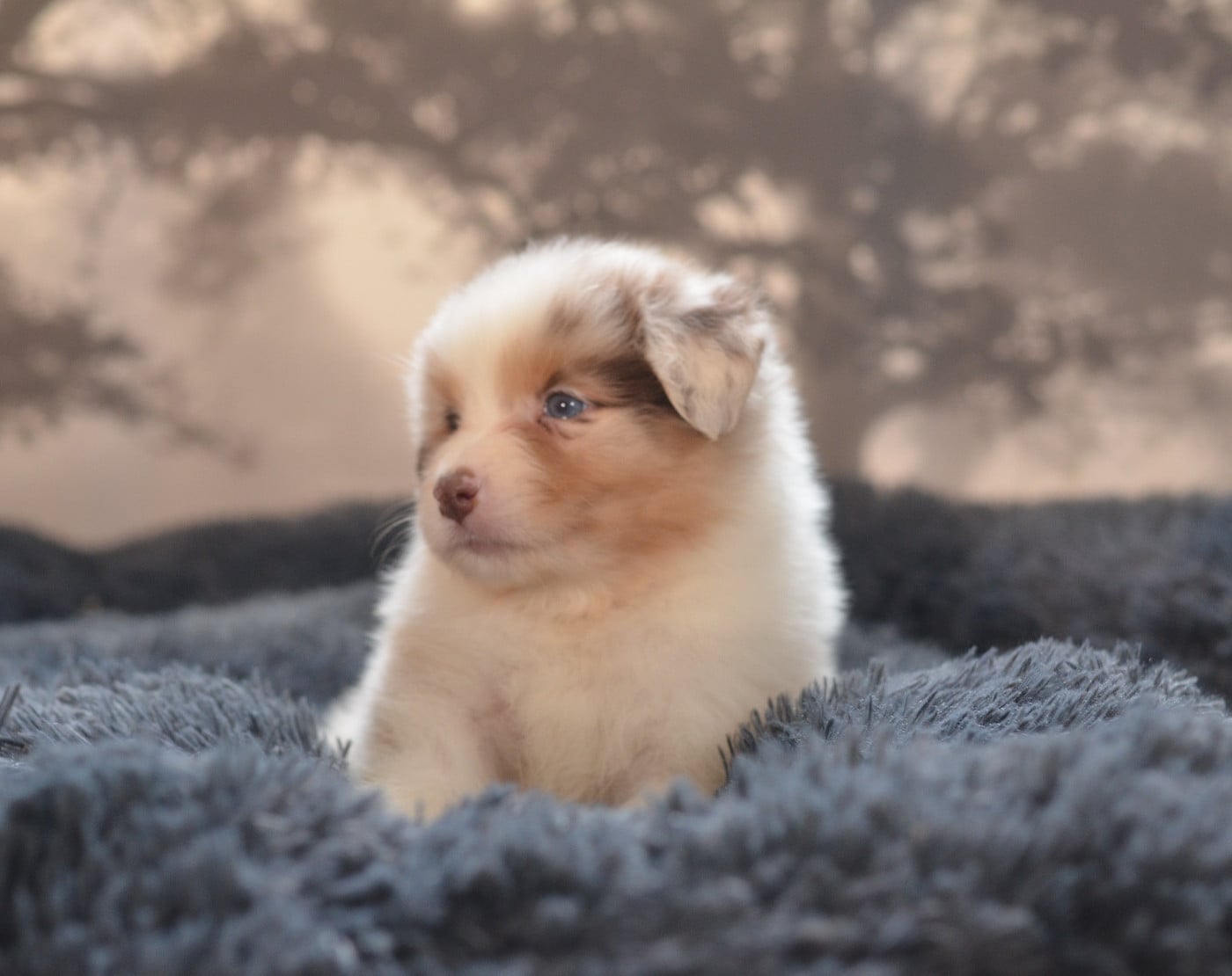 Berger Australien - Opal Aussie