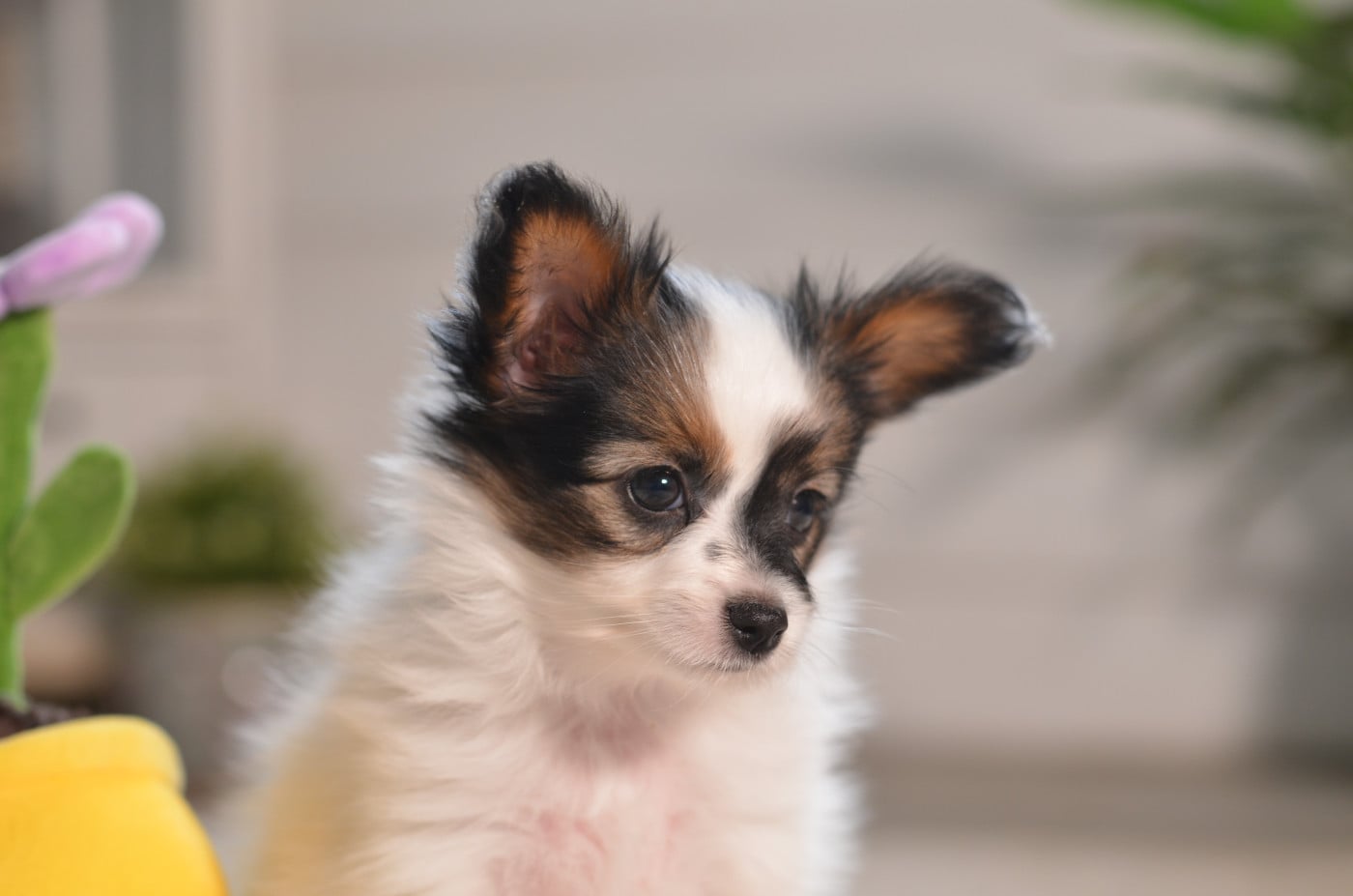 Epagneul nain Continental (Papillon) - Opal Aussie