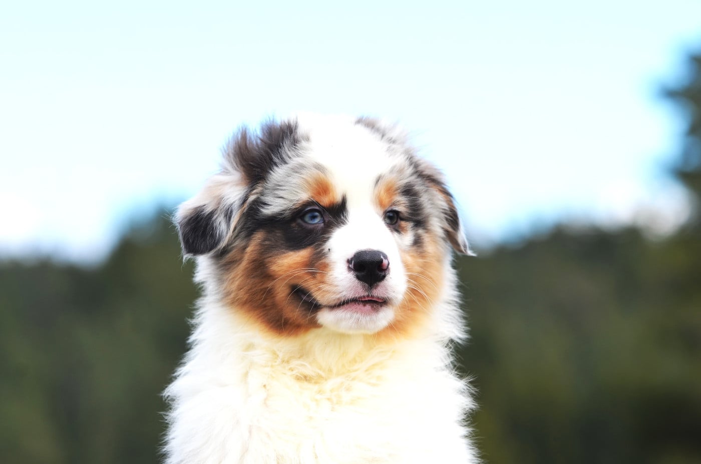 Berger Australien - Opal Aussie