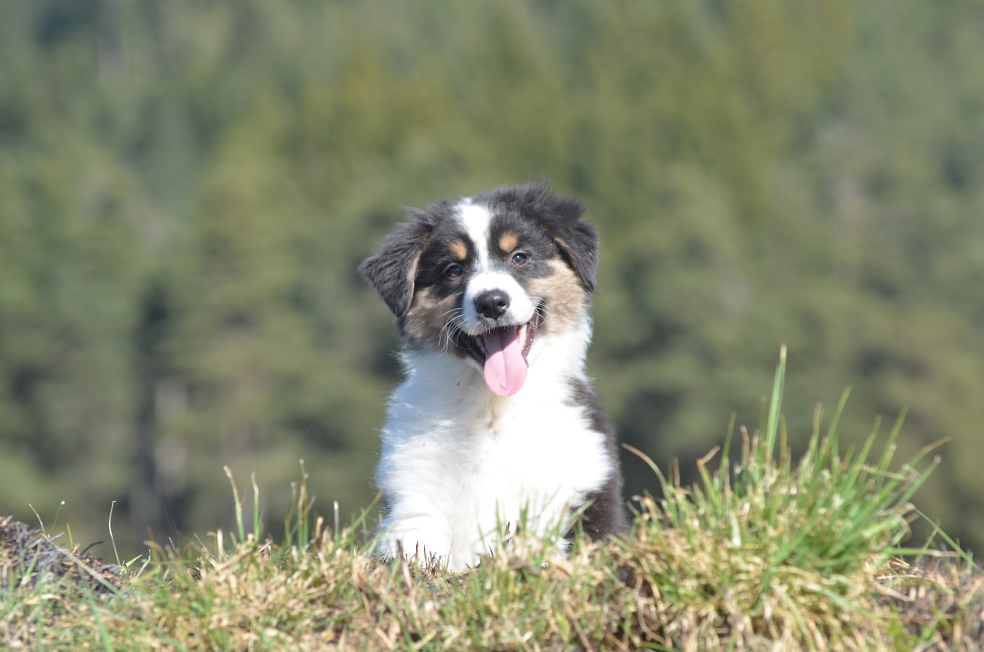 Berger Australien - Opal Aussie