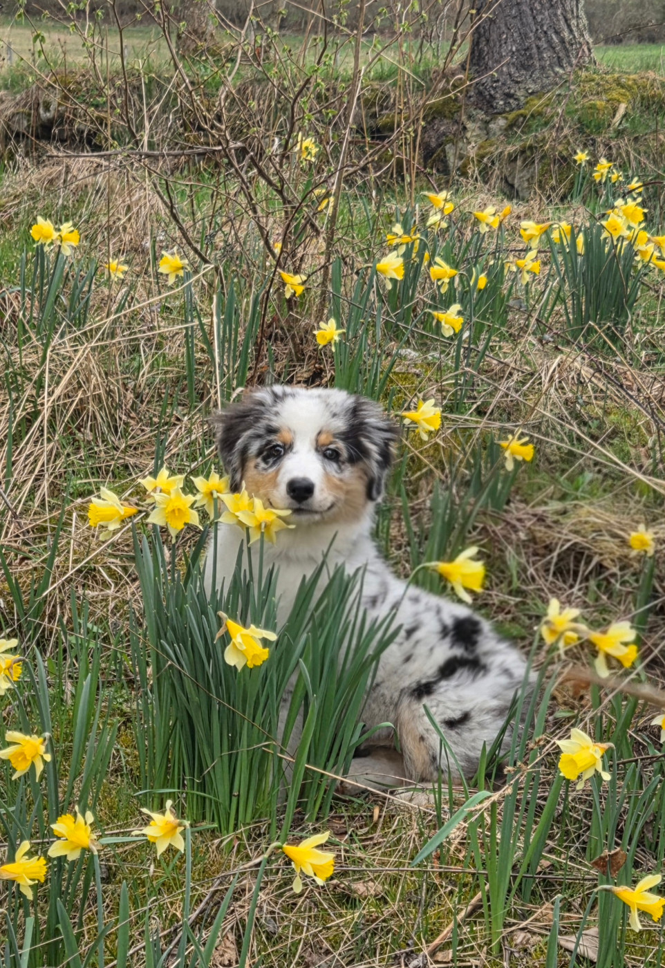 Chiot Berger Australien