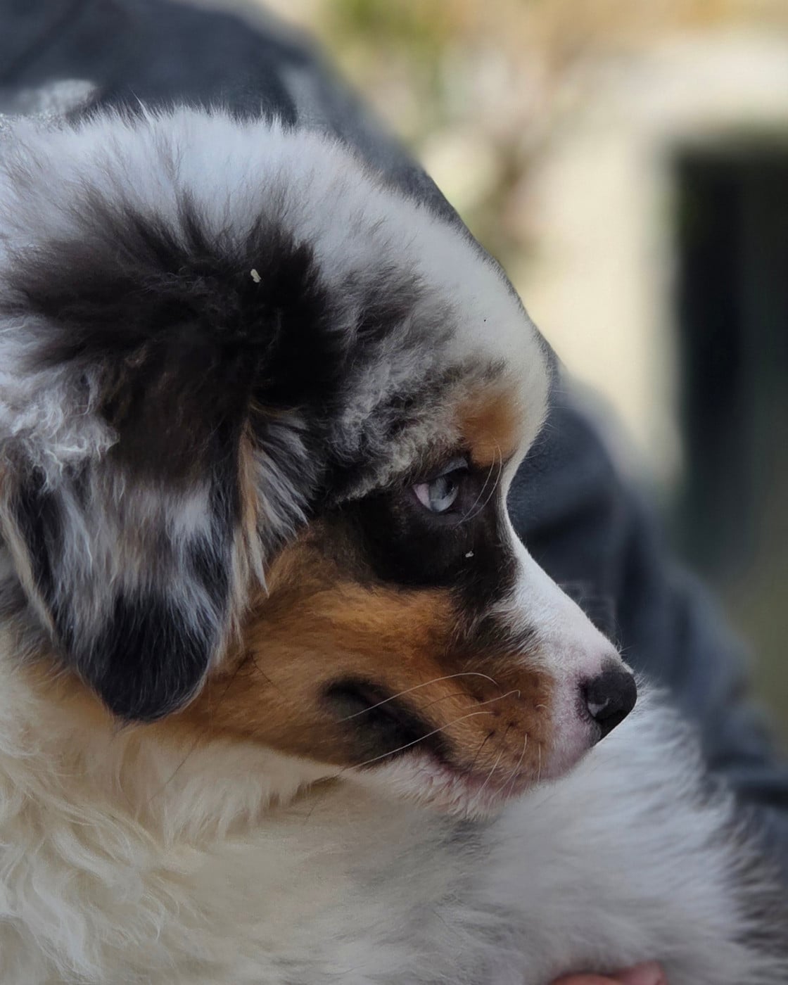 Berger Australien - Opal Aussie